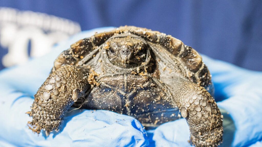 tortugas de galápagos