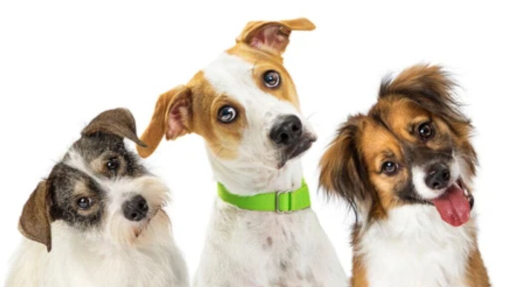 Los perros se comunican principalmente de forma no verbal, pero hay que observar si están atentos a lo que les decimos.