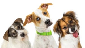 Científicos usan inteligencia artificial para descifrar el ladrido de los perros