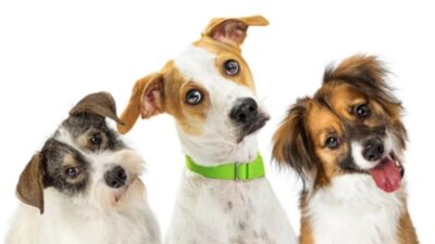 Los perros se comunican principalmente de forma no verbal, pero hay que observar si están atentos a lo que les decimos.