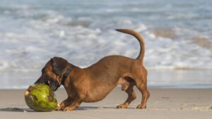 Ella es Valerie, la perrita salchicha que sobrevivió sola durante 529 días en una isla remota 