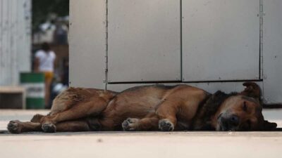 El caso de maltraro animal en Xul-Ha causó indignación.