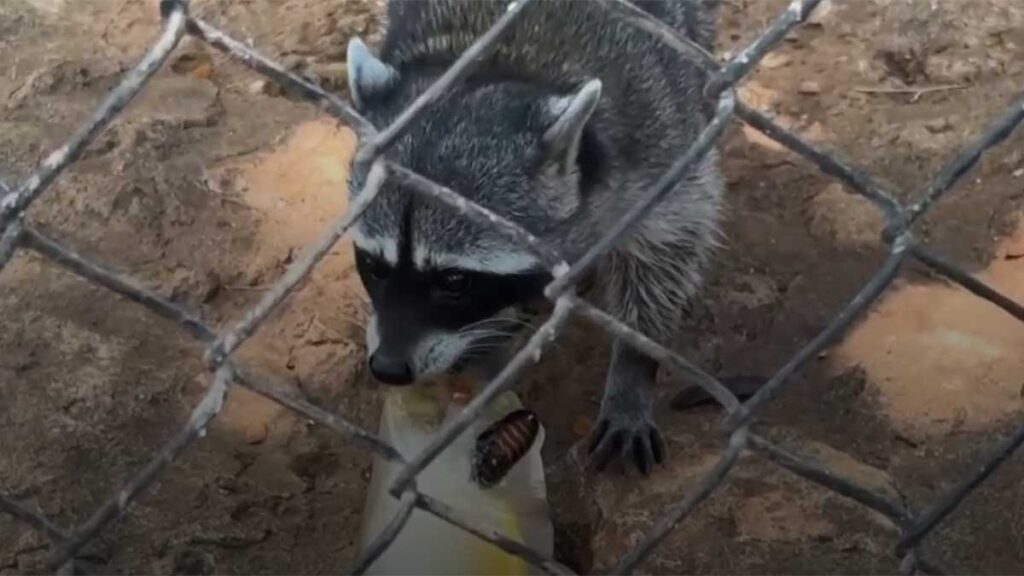 “Sin agua ni sombra”: denuncian abandono de animales en EcoParque de Monclova