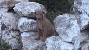 A salvo y adoptado, cachorro afectado por gusano barrenador en Yucatán
