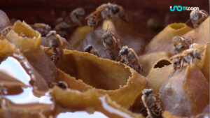 Mujeres mayas salvan de la extinción a las Abejas Meliponas
