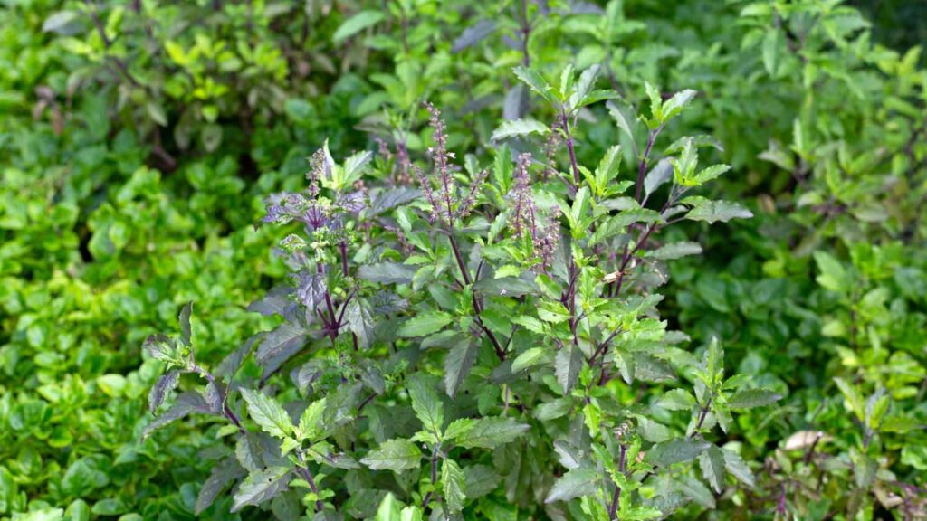 Albahaca Sagrada