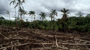 Alertan por deforestación en Misnebalam, Yucatán, el “pueblo fantasma”