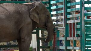 Trasladan a primeros 100 animales silvestres de santuario por violencia en Culiacán, Sinaloa