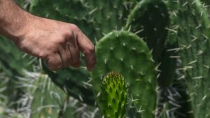 Anuncian Feria del Nopal en CDMX con premios de hasta 10 mil pesos: ¿cuándo y dónde?