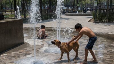 Golpe de calor en perros y gatos