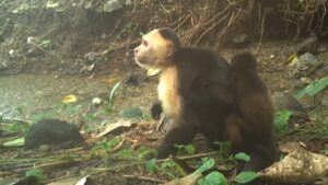 Capuchinos secuestran a crías de monos aulladores, ¿por qué?