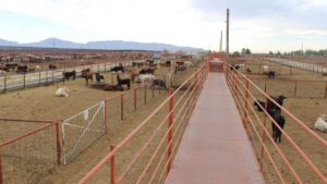Chihuahua pierde más de millón y medio de dólares diarios por cierre de frontera para el ganado