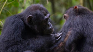 Observan a chimpancés haciendo primeros auxilios entre ellos