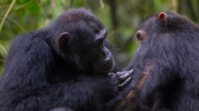 Observan a chimpancés haciendo primeros auxilios entre ellos