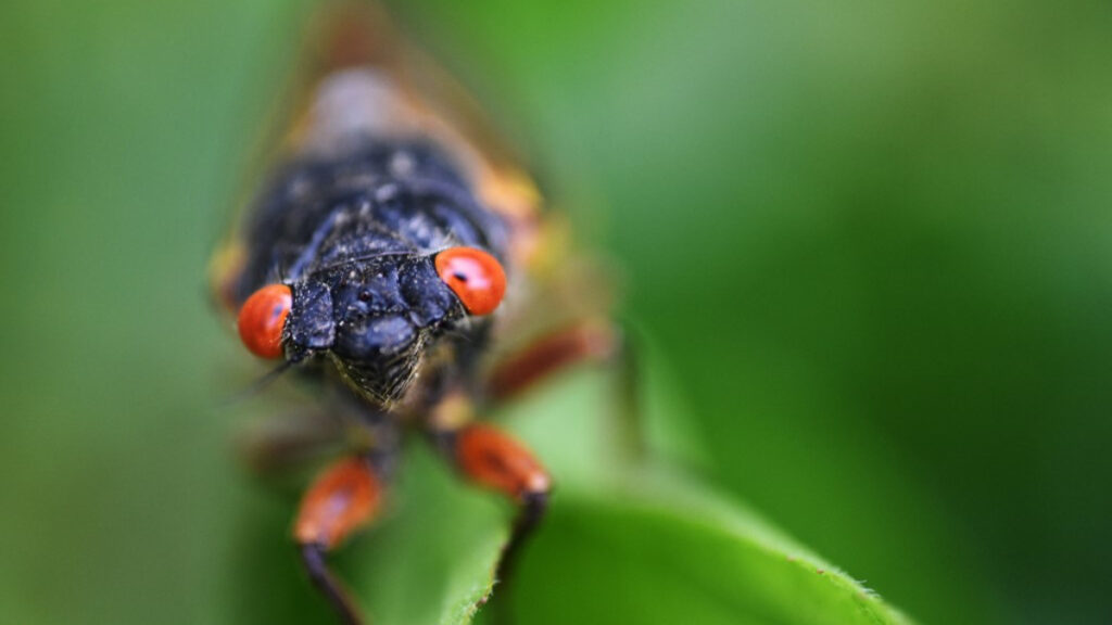 Tras 17 años, millones de cigarras emergen en EE.UU.
