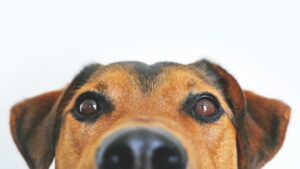 7 formas de ahorrar hasta 40% en la alimentación de tu mascota sin comprometer su salud