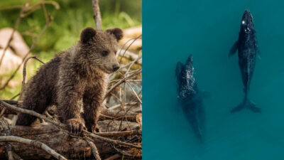 Así se les dice a las crías de estos 15 animales… ¿lo sabías?