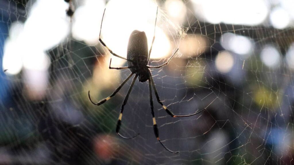 Araña