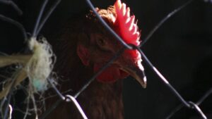 Nueva alerta: brote de este virus frena pollo y huevo a México