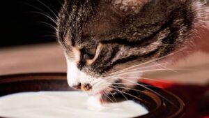 ¿Por qué deberías dejar de darle leche a tu gato?