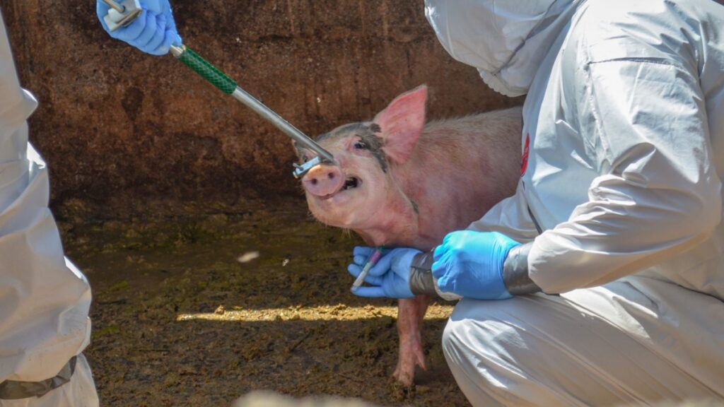 Dinesa se encarga del gusano barrenador y otras plagas en animales. Cuartoscuro
