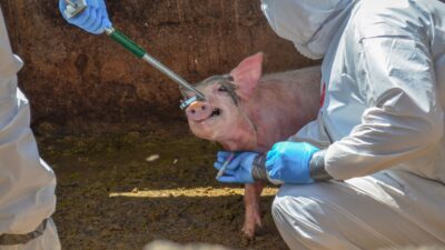 Dinesa se encarga del gusano barrenador y otras plagas en animales. Cuartoscuro