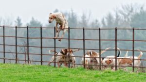 ¿Existe entre los perros el macho alfa o es sólo un mito?