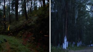 Festival de las Luciérnagas 2025: los bosques del Edomex brillan este verano