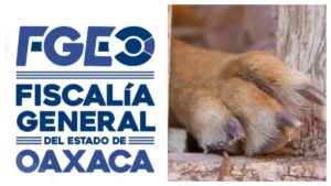 ¡Van por él! Fiscalía de Oaxaca identifica a extranjero que atacó con ácido a perritos en Cuilápam