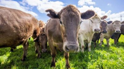Juan Ochoa Valenzuela, líder de la Unión Ganadera Regional de Sonora
