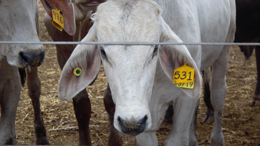 Ganaderos mexicanos proponen 8 acciones para frenar al gusano barrenador del ganado