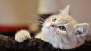 Tu gato sí es capaz de percibir tu aroma… ¡así es como te reconoce! 