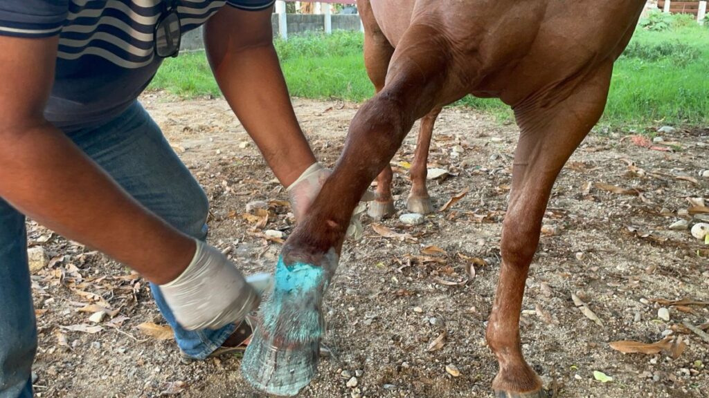 Detectan 6 casos de gusano barrenador en Mapastepec; activan alerta sanitaria en Chiapas
