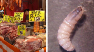 ¿Es peligroso comer carne de res infectada por el gusano barrenador?