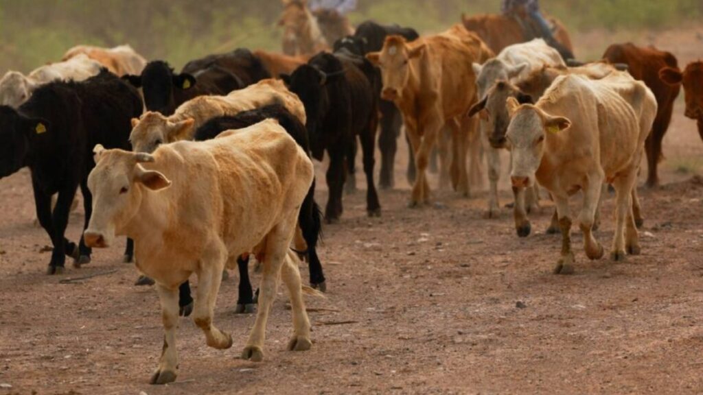 Gusano barrenador en México: estados con presencia y pérdidas económicas por cierre de fronteras