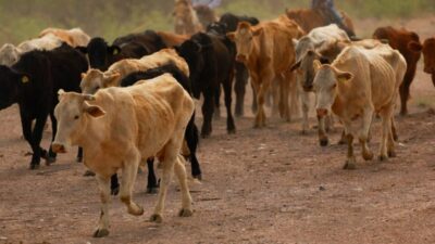 Gusano barrenador en México: estados con presencia y pérdidas económicas por cierre de fronteras