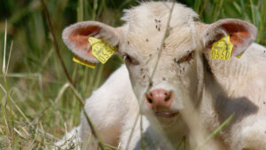 Confirman brote de gusano barrenador en 6 municipios de Chiapas