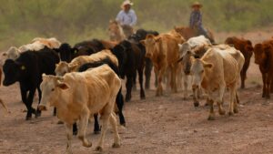 Hoy reabre frontera para exportar ganado mexicano a EE. UU.