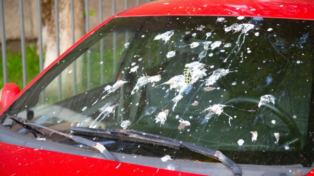 Heces de paloma en automóvil, cómo limpiarlas