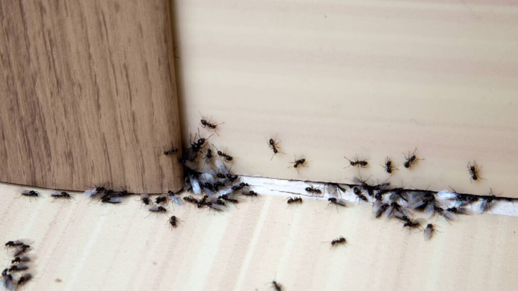 Hormigas en casa: así halla su nido y qué hacer si tienes plaga