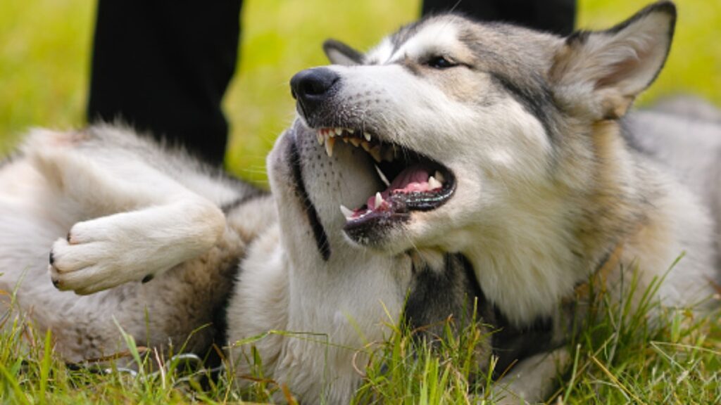 Perro muerde a joven dentro de elevador. Foto: Getty Images / Ilustrativa