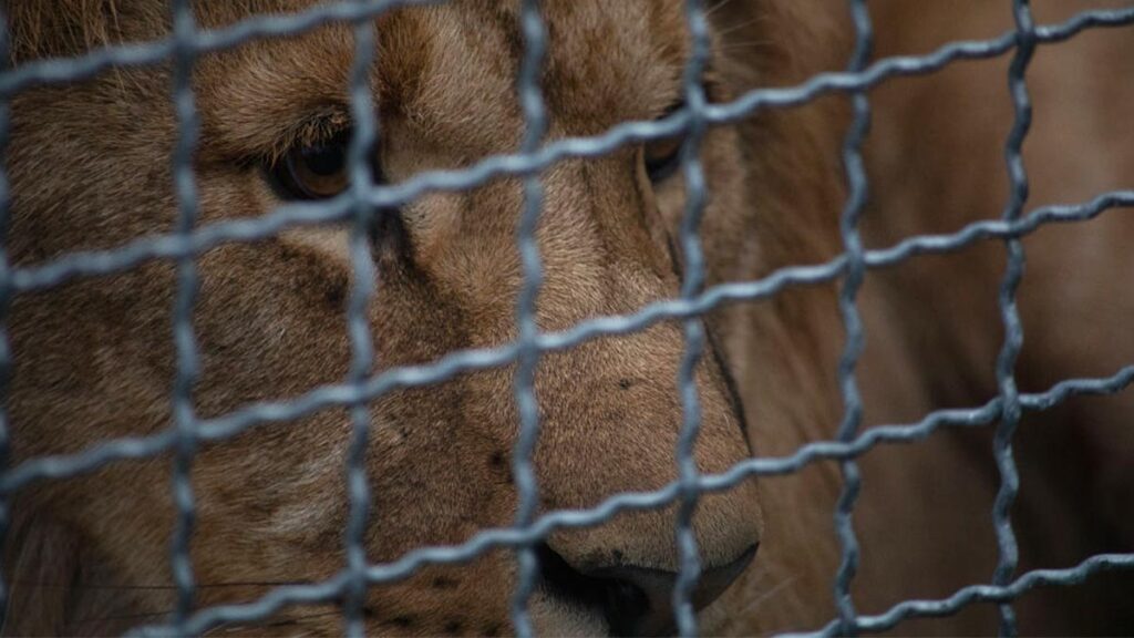 Los cuatro leones fueron trasladados al Bioparque Estrella