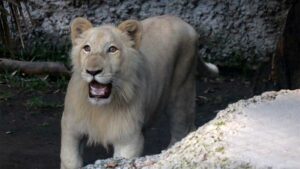 Muere león en zoológico de Culiacán tras denuncias por mal estado; Profepa ya investiga posibles negligencias