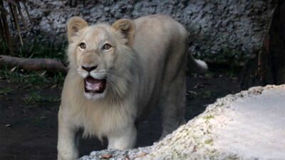 Profepa confirmó la muerte del león blanco.