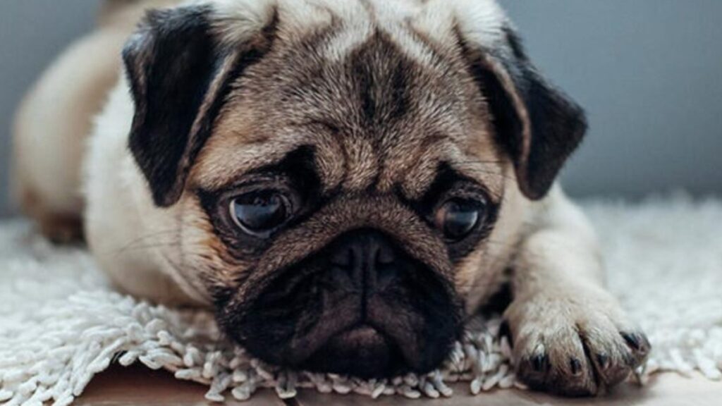 Maltrato animal en Edomex: denuncian caso de perrita Pug que murió ahorcada en Chalco; buscan a los responsables