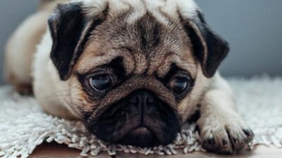 Maltrato animal en Edomex: denuncian caso de perrita Pug que murió ahorcada en Chalco; buscan a los responsables