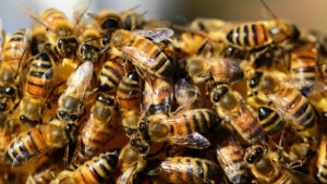 Rescatan panales: Jóvenes salvan a 60 colmenas de abejas en Oaxaca