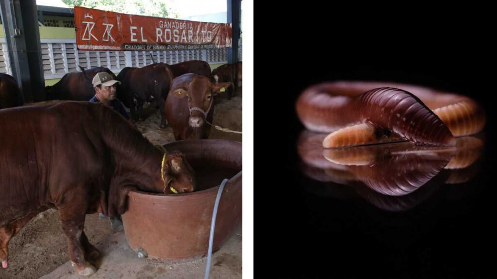 México y EE. UU. combaten al gusano barrenador