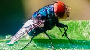 ¿Cómo es la mosca del gusano barrenador y qué hacer si hallas una larva?