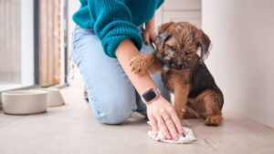 ¿Tu perro se hizo en casa o en las llantas del coche? Ingredientes que debes usar para limpiar y quitar el olor a orina